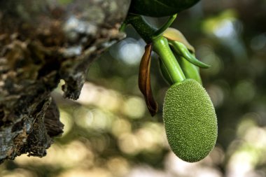 Close Up Of A Green Jackfruit Growing On A Tree Branch In A Tropical Garden