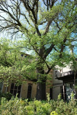 Üzerinde saat olan bir binanın önündeki ağaç.