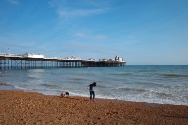 Sahilde elinde bir köpekle duran bir insan.