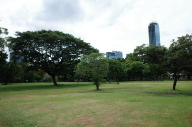 Birkaç ağacı ve yürüyen bir insanı olan bir park.