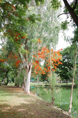 Arka planda ağaçlar ve göleti olan bir park.