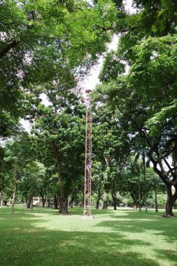 Ağaçlı bir tarlada duran bir zürafa.