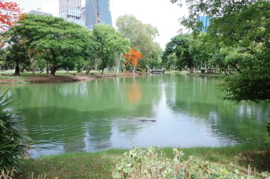 Ortasında ağaç olan bir gölet.