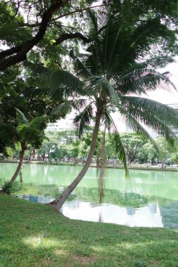 Göleti ve palmiye ağaçları olan bir park.