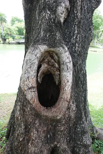 a tree with a hole in it