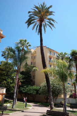 Binanın önünde bir palmiye ağacı.