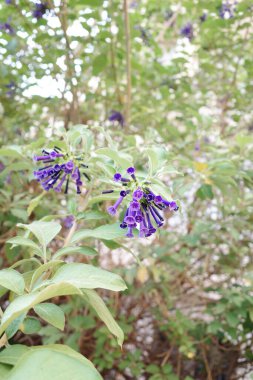 Yeşil yapraklı ve mor çiçekli mor bir çiçek.