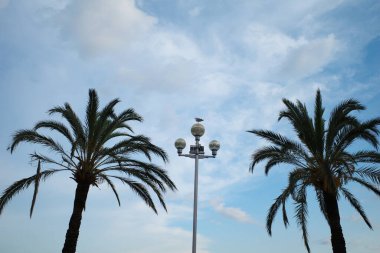 Önünde palmiye ağaçları olan bir sokak lambası.