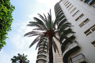 Önünde palmiye ağacı olan yüksek bir bina.