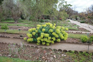 Bir sürü bitkisi ve yolu olan bir bahçe.