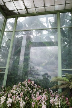 Bir sürü çiçeği ve bitkisi olan bir sera.