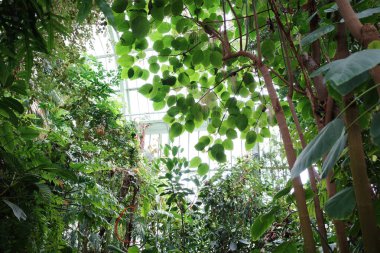 Bir sürü bitkisi olan yemyeşil bir orman.