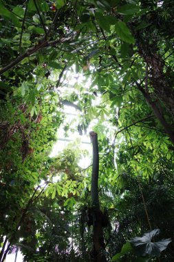 Ortasında yapraklar olan bir ağaç.