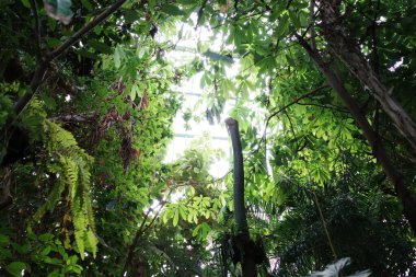 Ormandaki ağaç dalına tünemiş bir kuş.