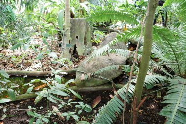 Ormanın ortasında devrilmiş bir ağaç.