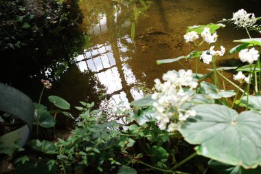 İçinde pencere yansıması olan bir gölet.