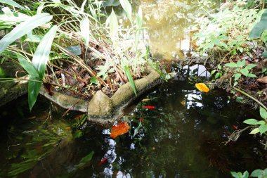 Bir gölet, devrilmiş bir ağaç ve bir balık.