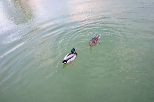 two ducks swimming in a lake with a sky background