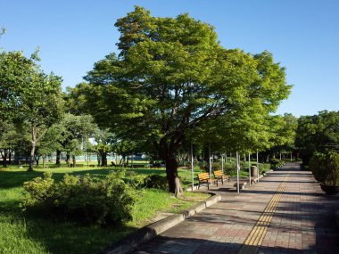 Güneşli bir günde banklar ve ağaçlarla dolu bir park.