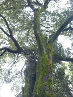 Yeşil yosunlu gövdeli bir ağaç