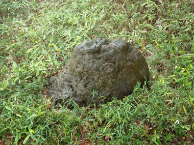 Üzerinde kuş olan çimlerde bir kaya.