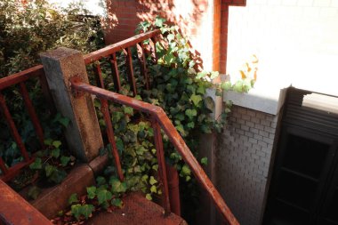 Üzerinde bir sürü sarmaşık büyüyen bir merdiven.