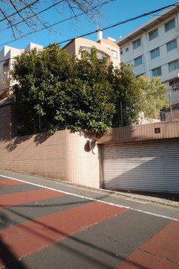 Arka planda ağaç ve bina olan bir sokak.