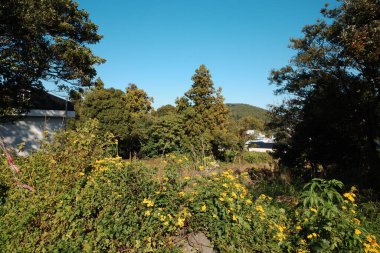 Ağacı ve dağı olan güzel bir manzara.
