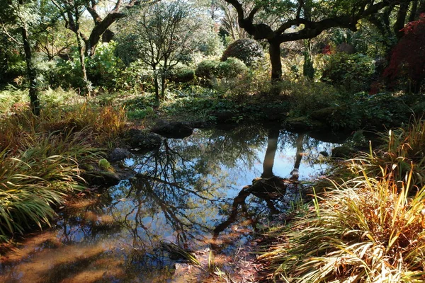 Ağacı ve göleti olan güzel bir manzara.