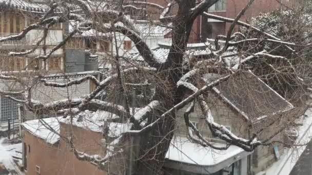 Winterlandschaft Mit Schnee Und Bäumen — Stockvideo