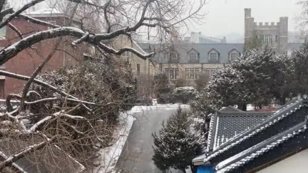 Paisaje Invernal Con Árboles Cubiertos Nieve — Vídeo de stock