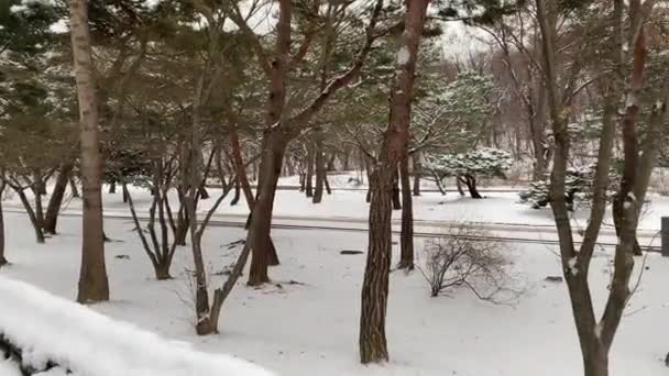 Bela Paisagem Com Árvores Neve — Vídeo de Stock