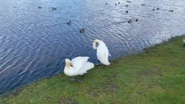 Cisnes Blancos Lago — Vídeos de Stock