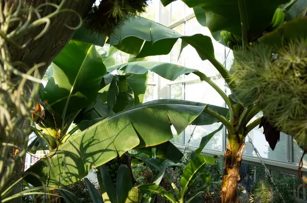 Bahçede muz yaprakları