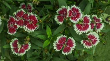 Colorful flower in the garden. Some beauty flower in the garden.