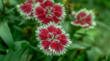 Colorful flower in the garden. Some beauty flower in the garden.