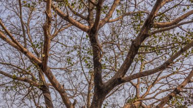 The branches of a tree. branches against blue sky