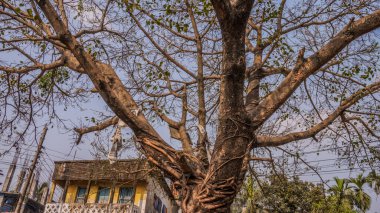 The branches of a tree. branches against blue sky