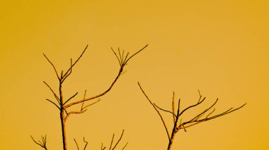 The branches of a tree. branches against blue sky.