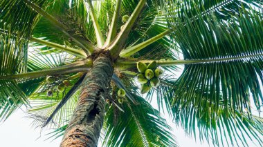 coconut tree against blue sky. Tree with coconuts.