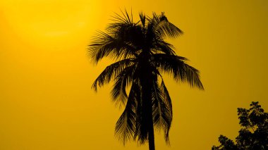 coconut tree against blue sky. Tree with coconuts.