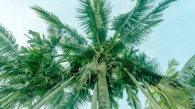 coconut tree against blue sky. Tree with coconuts.