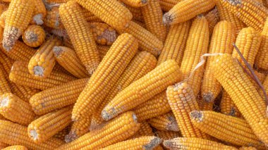Heap of healthy yellow corn. ripe grains drying. Ripe corn grains on cob.