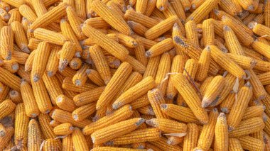 Heap of healthy yellow corn. ripe grains drying. Ripe corn grains on cob.