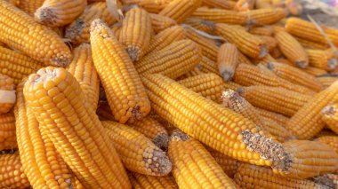 Heap of healthy yellow corn. ripe grains drying. Ripe corn grains on cob.