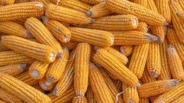 Heap of healthy yellow corn. ripe grains drying. Ripe corn grains on cob.