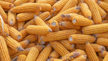 Heap of healthy yellow corn. ripe grains drying. Ripe corn grains on cob.