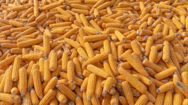 Heap of healthy yellow corn. ripe grains drying. Ripe corn grains on cob.