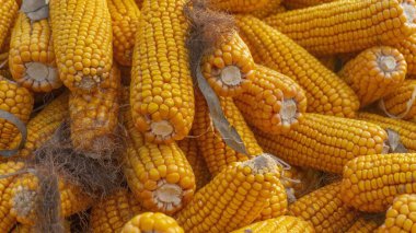 Heap of healthy yellow corn. ripe grains drying. Ripe corn grains on cob.