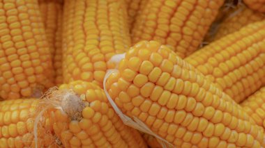 Heap of healthy yellow corn. ripe grains drying. Ripe corn grains on cob.